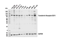 Cell Signaling Technology Transferrin Receptor/CD71 H68