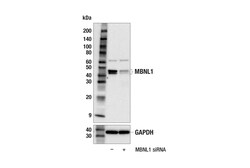 Cell Signaling Technology MBNL1 E8Q7B Rabbit mAb 100 u