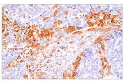 Cell Signaling Technology&nbsp;DAP12 E8P9U Rabbit mAb 100 u