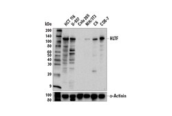 Cell Signaling Technology HLTF E9H5I Rabbit mAb 100 ul