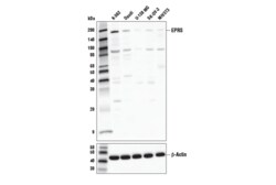 Cell Signaling Technology&nbsp;EPRS Antibody 100 ul