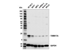Cell Signaling Technology&nbsp;TIMM17A E6F3I Rabbit mAb 100