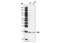 Cell Signaling Technology Bik Antibody 20 ul