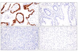 Cell Signaling Technology DUSP9 E7O9Y Rabbit mAb 100 u