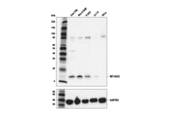 Cell Signaling Technology&nbsp;MT-ND3 Antibody 100 ul