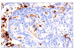 Cell Signaling Technology&nbsp;Fibrinogen gamma chain E1U3Z