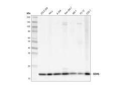 Cell Signaling Technology&nbsp;SDH5 D1S8D Rabbit mAb 100 ul