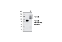 Cell Signaling Technology&nbsp;FGF Receptor 3 C51F2 Rabbit