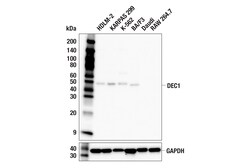 Cell Signaling Technology BHLHE40/DEC1 E6T3E Rabbit mA