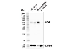 Cell Signaling Technology&nbsp;GPVI E4Y9J Rabbit mAb 100 ul