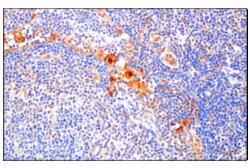 Cell Signaling Technology&nbsp;Galectin-8/LGALS8 F9O3T Rabb