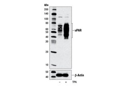 Cell Signaling Technology&nbsp;uPAR D7X2N Rabbit mAb BSA a