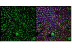 Cell Signaling Technology&nbsp;EMCN E2Z7L Rabbit mAb 100 ul