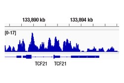 Cell Signaling Technology GLTSCR1 E6I3A Rabbit mAb 100
