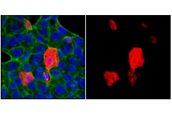 Cell Signaling Technology HA-Tag C29F4 Rabbit mAb Ale