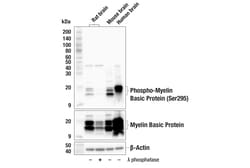 Cell Signaling Technology Phospho-Myelin Basic Protein