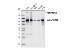 Cell Signaling Technology&nbsp;Notch2 D67C8 XPR Rabbit mA