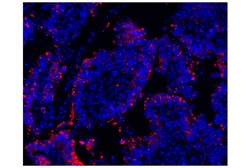 Cell Signaling Technology&nbsp;HLA-DRA E9R2Q XPR Rabbit m