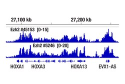 Cell Signaling Technology Phospho-Ezh2 Thr345 E7T7K