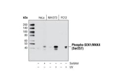 Cell Signaling Technology&nbsp;Phospho-SEK1/MKK4 Ser257 C3