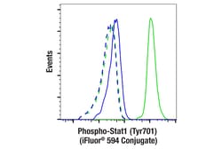 Cell Signaling Technology&nbsp;Phospho-Stat1 Tyr701 58D6