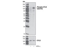 Cell Signaling Technology&nbsp;Phospho-CYLD Ser418 Antibody