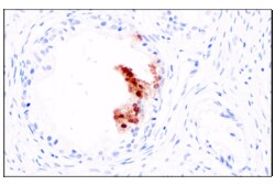 Cell Signaling Technology CXCL10 F9N8I Rabbit mAb 100