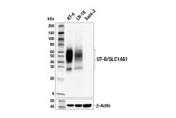 Cell Signaling Technology&nbsp;UT-B/SLC14A1 E3S8J Rabbit mA