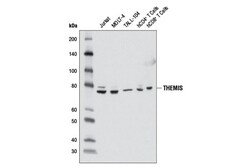 Cell Signaling Technology&nbsp;THEMIS Antibody 100 ul