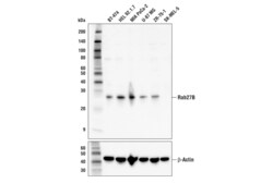 Cell Signaling Technology&nbsp;Rab27B Antibody 100 ul