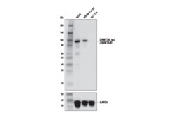 Cell Signaling Technology&nbsp;DNMT3A Isoform 2 E1Y5O Rabbi