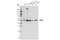Cell Signaling Technology&nbsp;RagD Antibody 20 ul