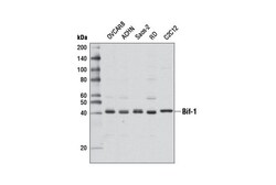 Cell Signaling Technology&nbsp;Bif-1 Antibody 100 ul