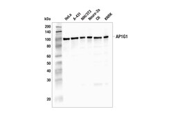 Cell Signaling Technology&nbsp;AP1G1 F2S8B Rabbit mAb 100 u