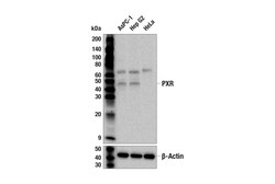 Cell Signaling Technology&nbsp;PXR E4S1W Rabbit mAb 100 ul