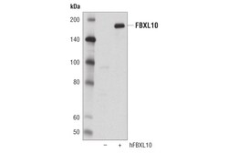 Cell Signaling Technology&nbsp;FBXL10 D3T8J Rabbit mAb 100