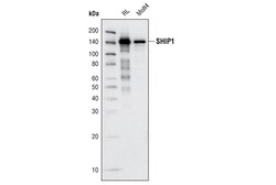 Cell Signaling Technology SHIP1 C40G9 Rabbit mAb BSA