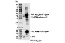 Cell Signaling Technology&nbsp;POFUT1 E8F4R Rabbit mAb 100