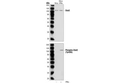 Cell Signaling Technology&nbsp;Phospho-Stat2 Tyr690 Antibod