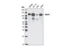 Cell Signaling Technology&nbsp;Axin1 C95H11 Rabbit mAb BSA