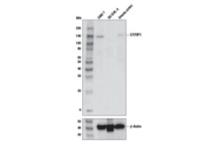 Cell Signaling Technology CYFIP1 Antibody 100 ul, Quantity: Each of 1