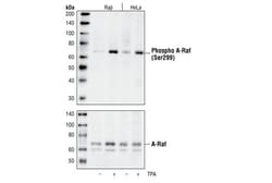 Cell Signaling Technology&nbsp;Phospho-A-Raf Ser299 Antibod