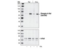 Cell Signaling Technology&nbsp;Phospho-A-Raf Ser299 Antibod