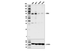 Cell Signaling Technology&nbsp;CBX4 Antibody 100 ul