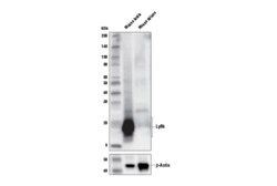 Cell Signaling Technology&nbsp;Ly6k E4K8Y XPR Rabbit mAb