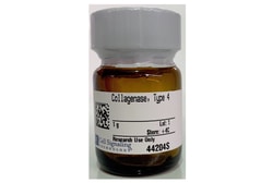 Cell Signaling Technology&nbsp;Collagenase  Type 4 1 g