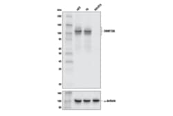 Cell Signaling Technology&nbsp;DNMT3B E9X7R Rabbit mAb 100