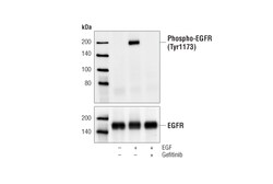Cell Signaling Technology&nbsp;Phospho-EGF Receptor Tyr1173
