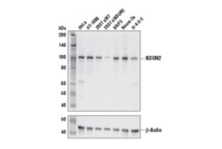 Cell Signaling Technology&nbsp;NSUN2 Antibody 100 ul