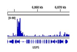 Cell Signaling Technology&nbsp;FoxP1 D35D10 XPR Rabbit mA